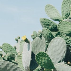 pixasquare_com-cactus-plant-04656-2 pixasquare_com-cactus-plant-04656-2